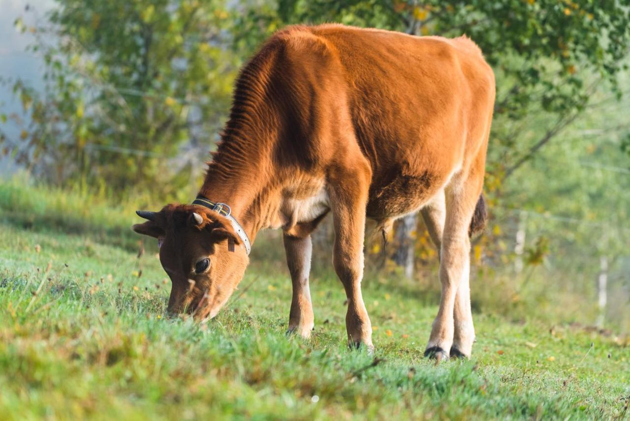 Penzion Jizera Malá Skála Zewnętrze zdjęcie